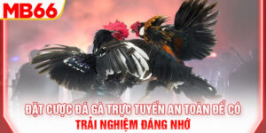 dat-cuoc-da-ga-truc-tuyen-an-toan-de-co-trai-nghiem-dang-nho