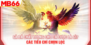 ga-da-chat-luong-cho-ca-cuoc-la-gi-cac-tieu-chi-chon-loc