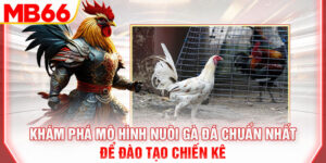 kham-pha-mo-hinh-nuoi-ga-da-chuan-nhat-de-dao-tao-chien-ke