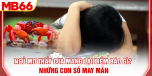 ngu-mo-thay-cua-mang-lai-diem-bao-gi-nhung-con-so-may-man