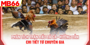 phan-tich-tran-dau-da-ga-huong-dan-chi-tiet-tu-chuyen-gia