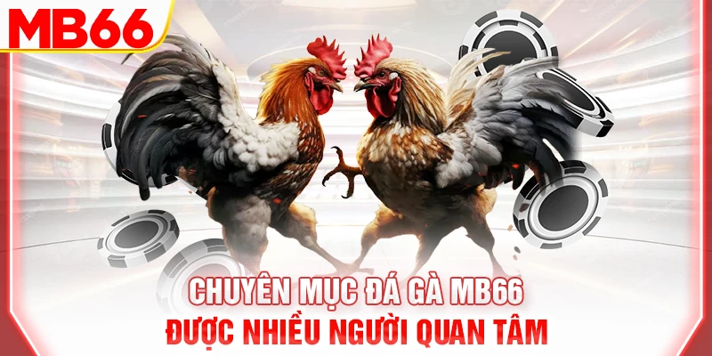 chuyen-muc-da-ga-mb66-duoc-nhieu-nguoi-quan-tam-