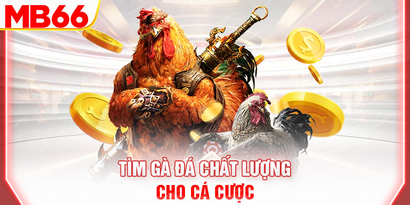 tim-ga-da-chat-luong-cho-ca-cuoc