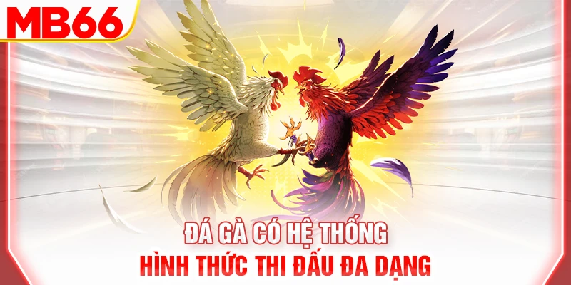 da-ga-co-he-thong-hinh-thuc-thi-dau-da-dang-