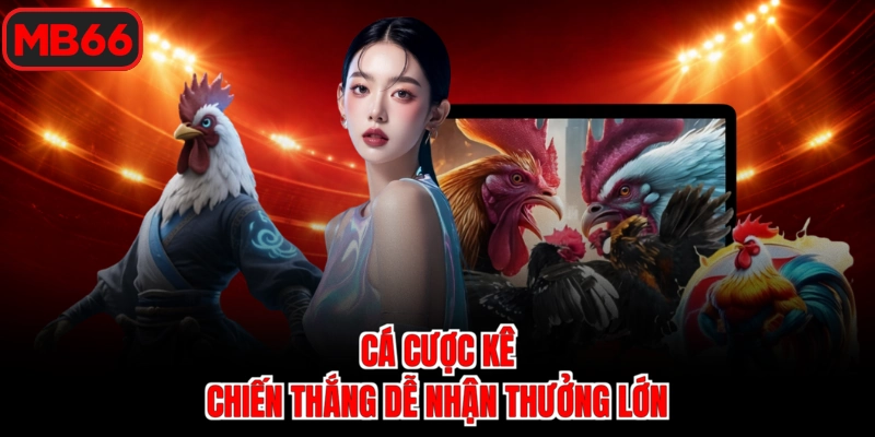 Cá cược kê chiến thắng dễ nhận thưởng lớn