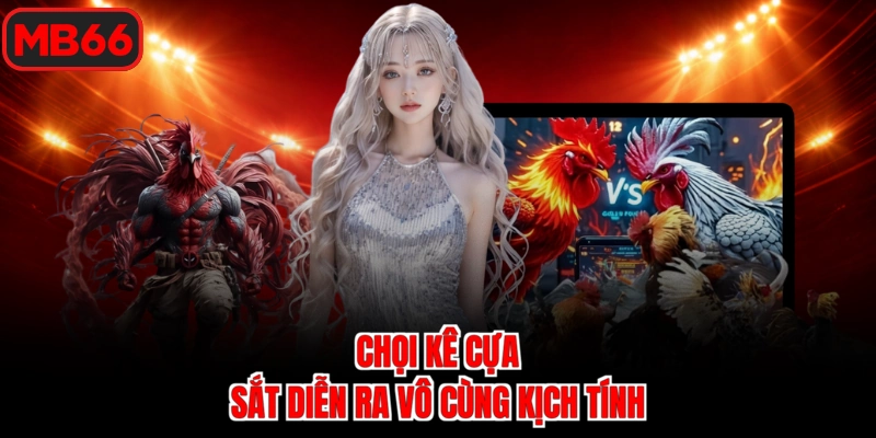 Chọi kê cựa sắt diễn ra vô cùng kịch tính